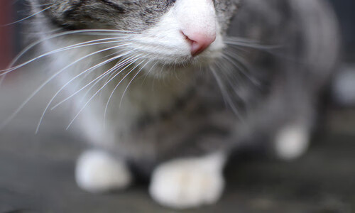 开云体育平台APP-若日尼奥爆发,里昂火力压制曼城,欧冠黑马的战术革命